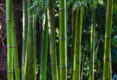 Barrière Anti-Racine de Bambous : Protéger Votre Jardin des Racines Envahissantes